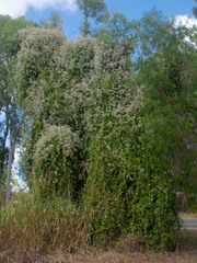 Tarlmounia elliptica