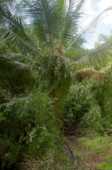 Tarlmounia elliptica