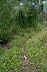 Tarlmounia elliptica