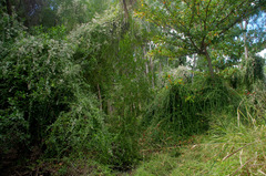 Tarlmounia elliptica