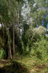 Tarlmounia elliptica