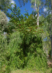 Tarlmounia elliptica