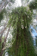 Tarlmounia elliptica