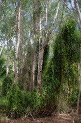 Tarlmounia elliptica