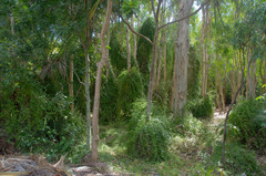 Tarlmounia elliptica