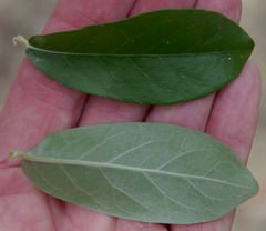 Tarlmounia elliptica