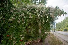 Tarlmounia elliptica