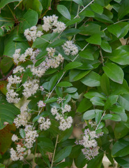 Tarlmounia elliptica