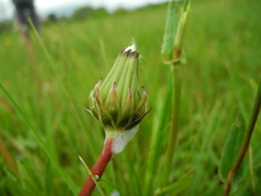 Taraxacum hollandicum