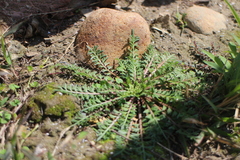 Lepidium didymum