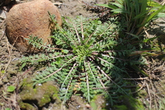 Lepidium didymum