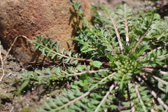 Lepidium didymum