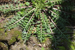 Lepidium didymum