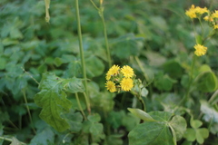 Youngia japonica