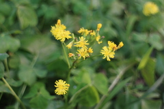 Youngia japonica
