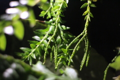 Phlegmariurus phlegmaria