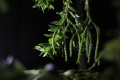 Phlegmariurus phlegmaria