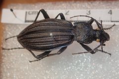 Carabus septemcarinatus