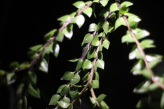 Phlegmariurus phlegmaria