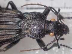 Carabus septemcarinatus