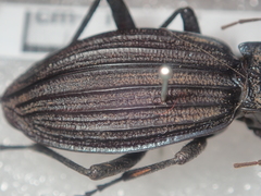 Carabus septemcarinatus
