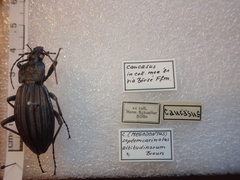 Carabus septemcarinatus