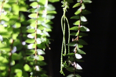 Phlegmariurus phlegmaria