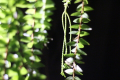 Phlegmariurus phlegmaria