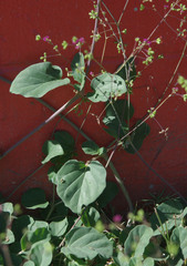 Boerhavia mutabilis