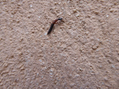Xantholinus elegans