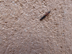 Xantholinus elegans