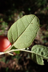Croton rivularis