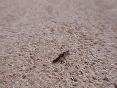Xantholinus elegans
