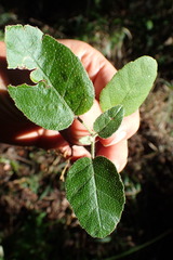 Croton rivularis