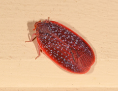 Achilus flammeus
