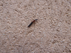 Xantholinus elegans
