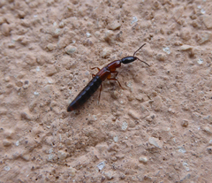 Xantholinus elegans