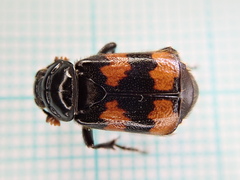 Nicrophorus interruptus