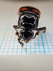 Nicrophorus interruptus