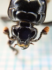 Nicrophorus interruptus