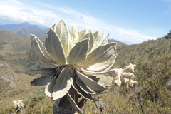 Espeletia barclayana