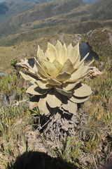 Espeletia barclayana