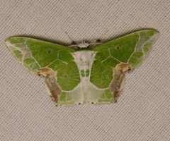 Protuliocnemis partita