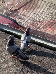 Columba livia domestica