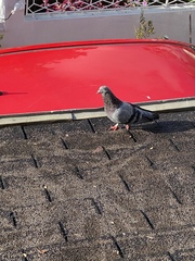 Columba livia domestica