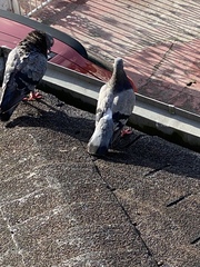 Columba livia domestica