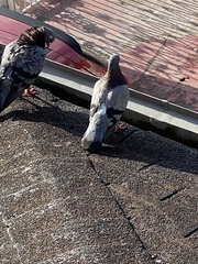 Columba livia domestica