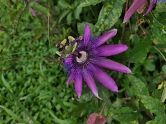 Passiflora × kewensis