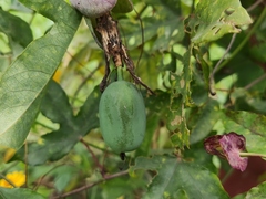 Passiflora × kewensis