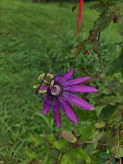 Passiflora × kewensis